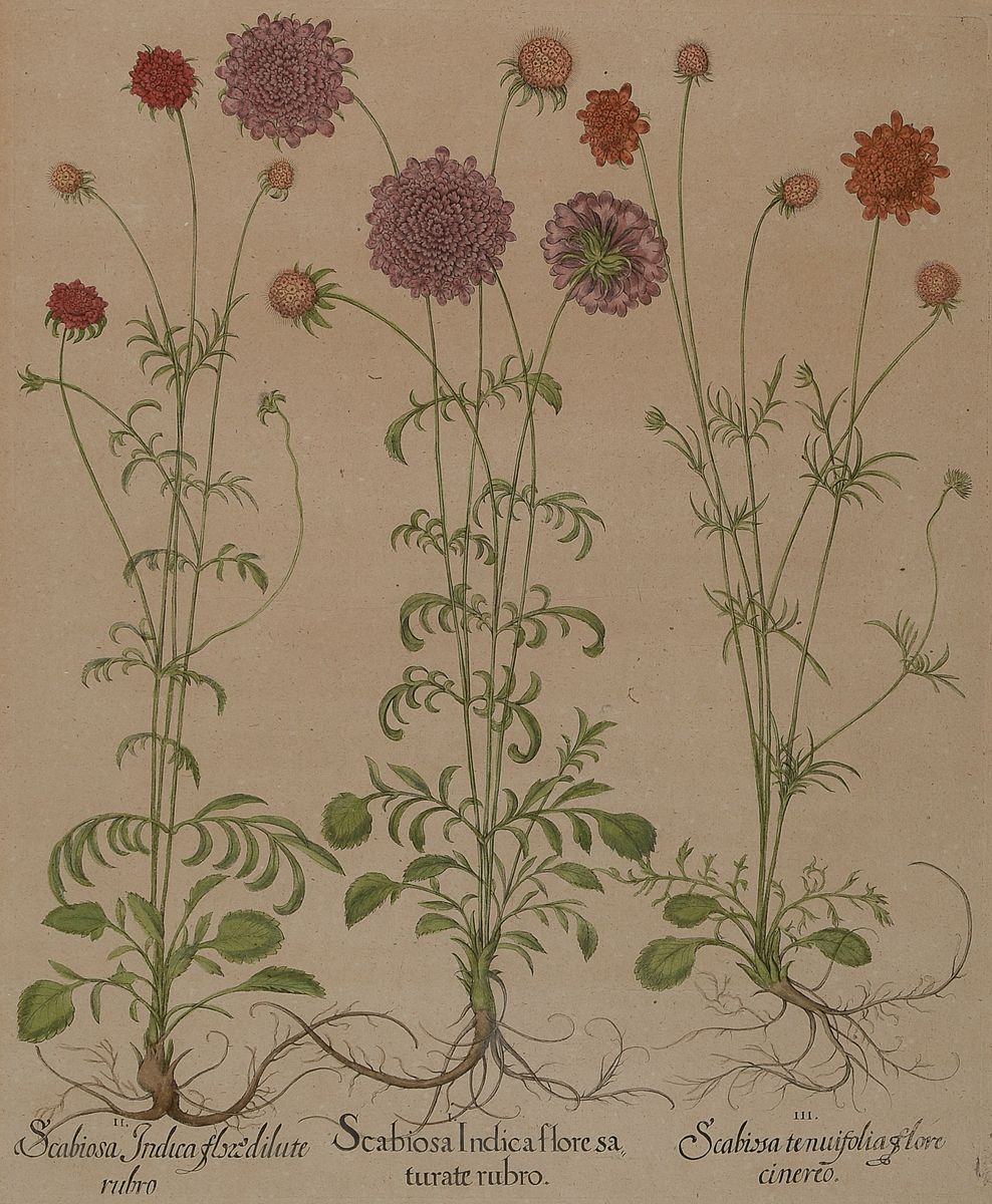 Detail a: 2 Kupferstiche aus Hotrus Eystettensis, Basilius Besler, 1561-1629, Scabiosa Indica und Nepeta Germanica, je ca. 48x39cm, PP, u.Gl., R. ca. 70x62cm