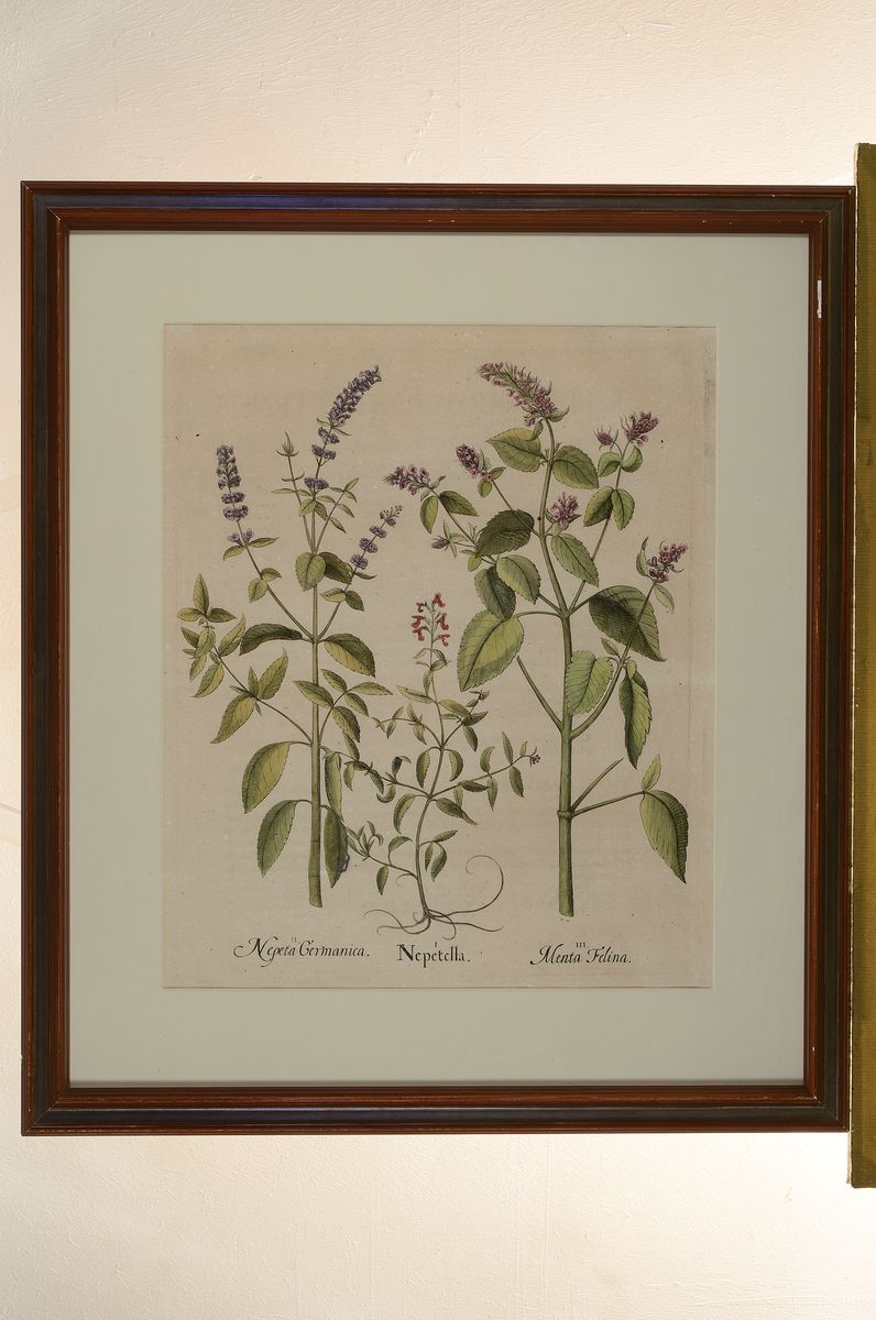 Detail k: 2 Kupferstiche aus Hotrus Eystettensis, Basilius Besler, 1561-1629, Scabiosa Indica und Nepeta Germanica, je ca. 48x39cm, PP, u.Gl., R. ca. 70x62cm