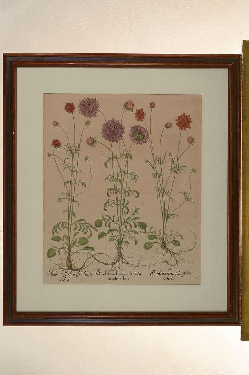 Detail l: 2 Kupferstiche aus Hotrus Eystettensis, Basilius Besler, 1561-1629, Scabiosa Indica und Nepeta Germanica, je ca. 48x39cm, PP, u.Gl., R. ca. 70x62cm