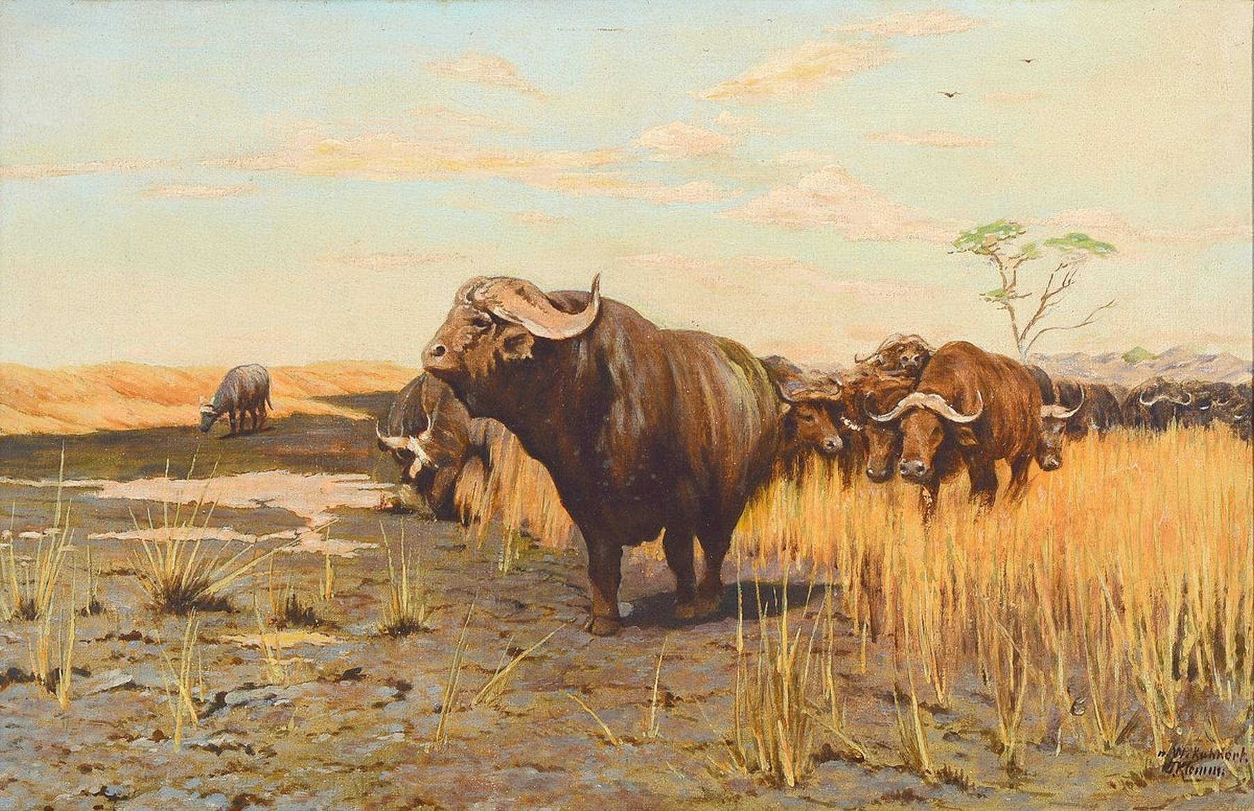Kopie nach Wilhelm Kuhnert, (1865-1926) von O.Klemm, Afrikanische Büffel, Öl/Lwd, links unten signiert: n. W. Kuhnert O.Klemm, ca. 35x55cm, R. ca. ...