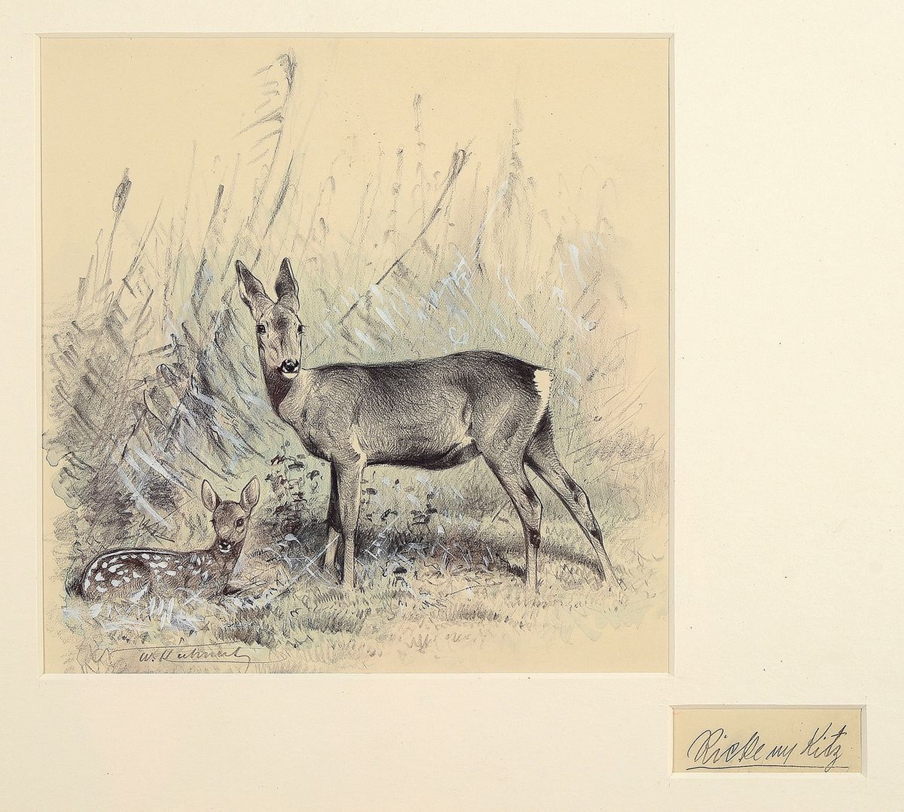 Wilhelm Kuhnert, 1865 Oppeln-1926 Flims, Ricke mit Kitz, Bleistiftzeichnung mit Aquarell und Deckweiß koloriert, ca. 20x20cm, PP, u.Gl., R. ca. ...
