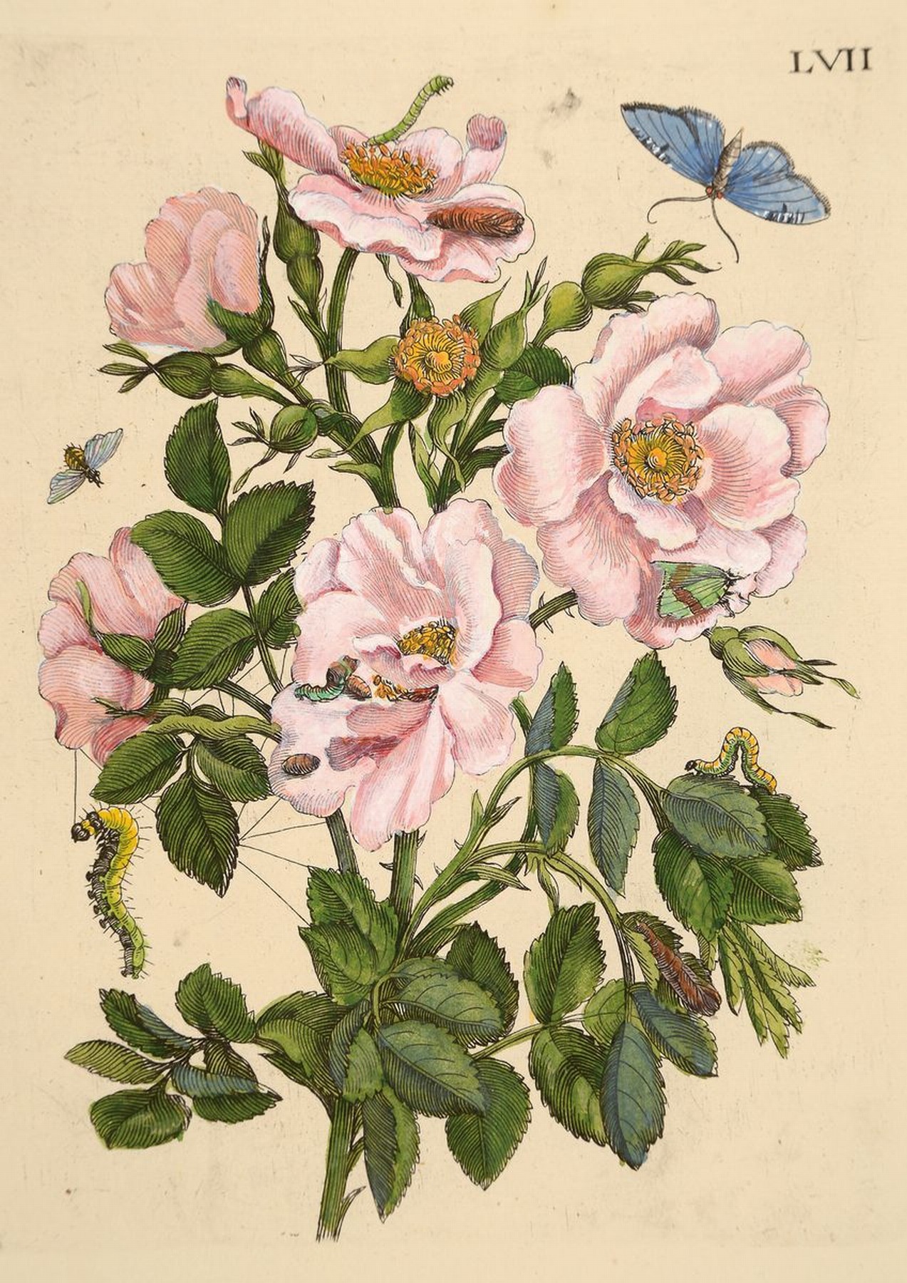 Lot aus 18 Kupferstichen, Maria Sibylla Merian, 1647 - 1717, Blumenstiche koloriert, Pflanzen und Insektendarstellungen, Papier gebräunt, ...