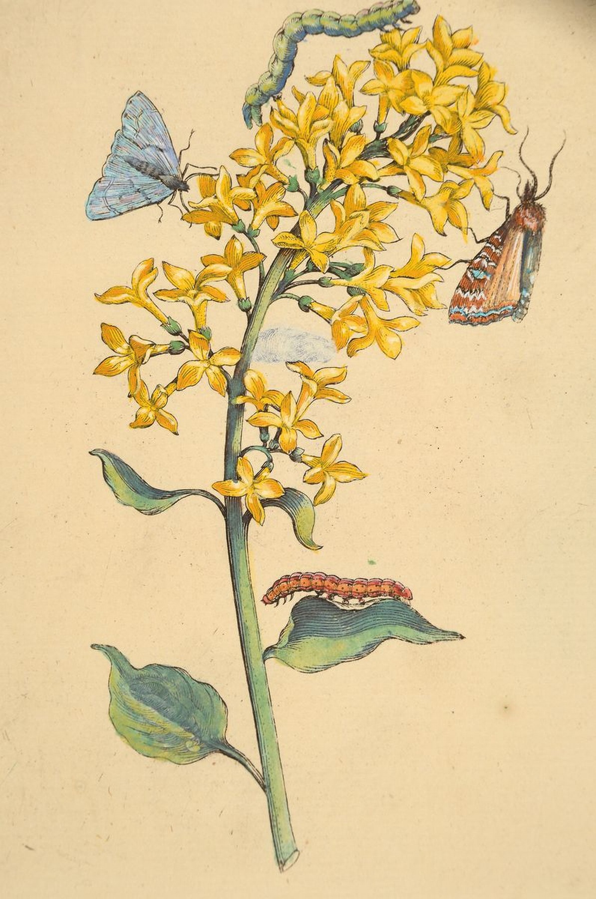 Detail a: Lot aus 18 Kupferstichen, Maria Sibylla Merian, 1647 - 1717, Blumenstiche koloriert, Pflanzen und Insektendarstellungen, Papier gebräunt, ...