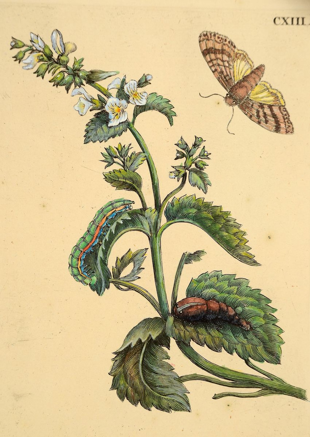 Detail b: Lot aus 18 Kupferstichen, Maria Sibylla Merian, 1647 - 1717, Blumenstiche koloriert, Pflanzen und Insektendarstellungen, Papier gebräunt, ...