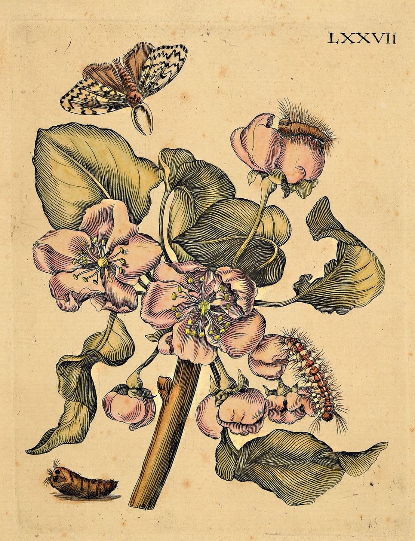 Detail c: Lot aus 18 Kupferstichen, Maria Sibylla Merian, 1647 - 1717, Blumenstiche koloriert, Pflanzen und Insektendarstellungen, Papier gebräunt, ...