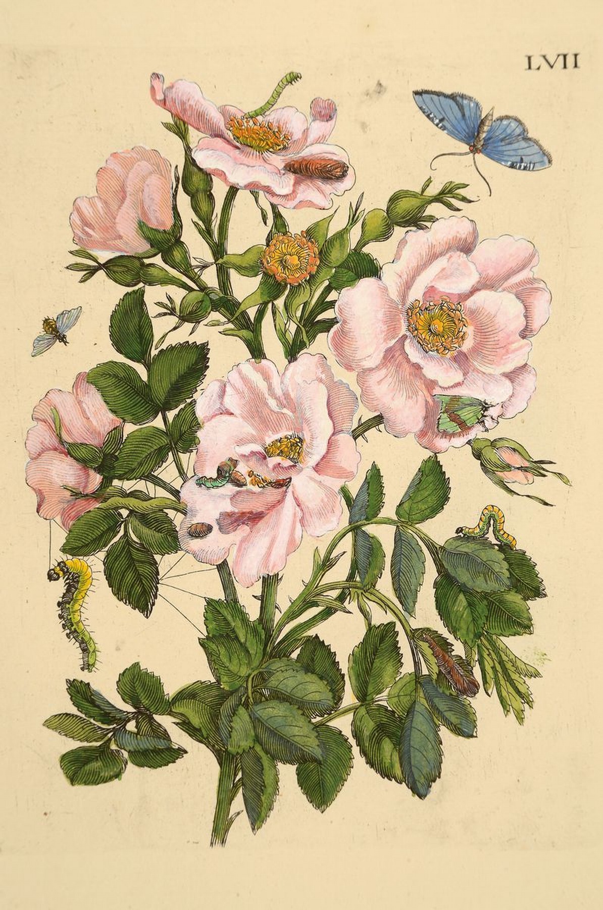 Detail k: Lot aus 18 Kupferstichen, Maria Sibylla Merian, 1647 - 1717, Blumenstiche koloriert, Pflanzen und Insektendarstellungen, Papier gebräunt, ...