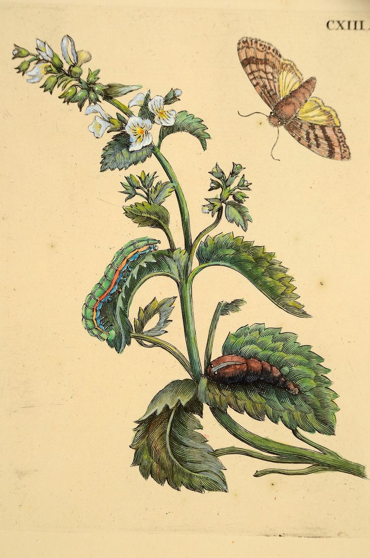 Detail m: Lot aus 18 Kupferstichen, Maria Sibylla Merian, 1647 - 1717, Blumenstiche koloriert, Pflanzen und Insektendarstellungen, Papier gebräunt, ...