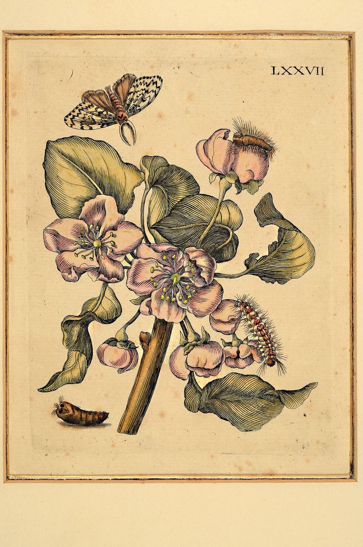 Detail n: Lot aus 18 Kupferstichen, Maria Sibylla Merian, 1647 - 1717, Blumenstiche koloriert, Pflanzen und Insektendarstellungen, Papier gebräunt, ...