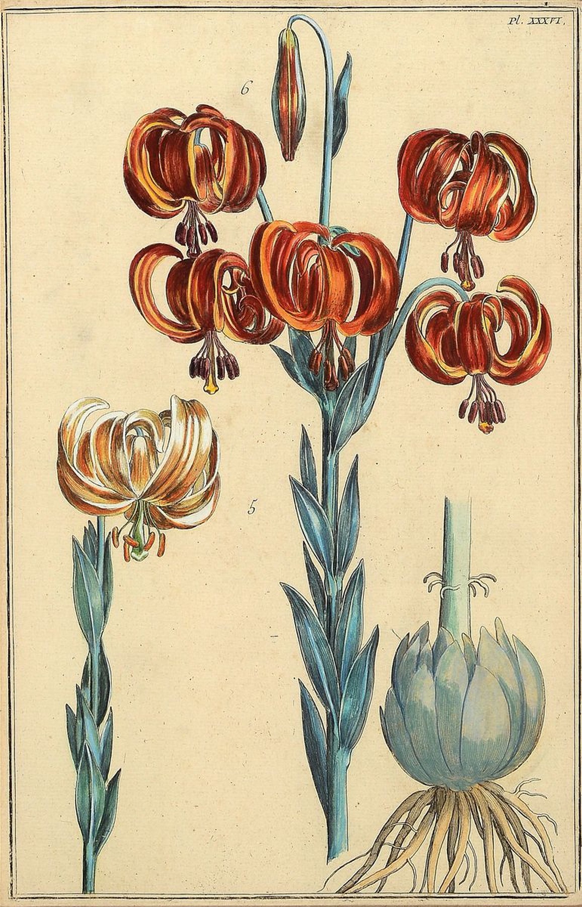Kupferstich, deutsch, 17/18. Jh., Liliendekor, ca., 33 x 21 cm, altkoloriert jedoch wohl im 19. Jh., unter Glas, Rahmen