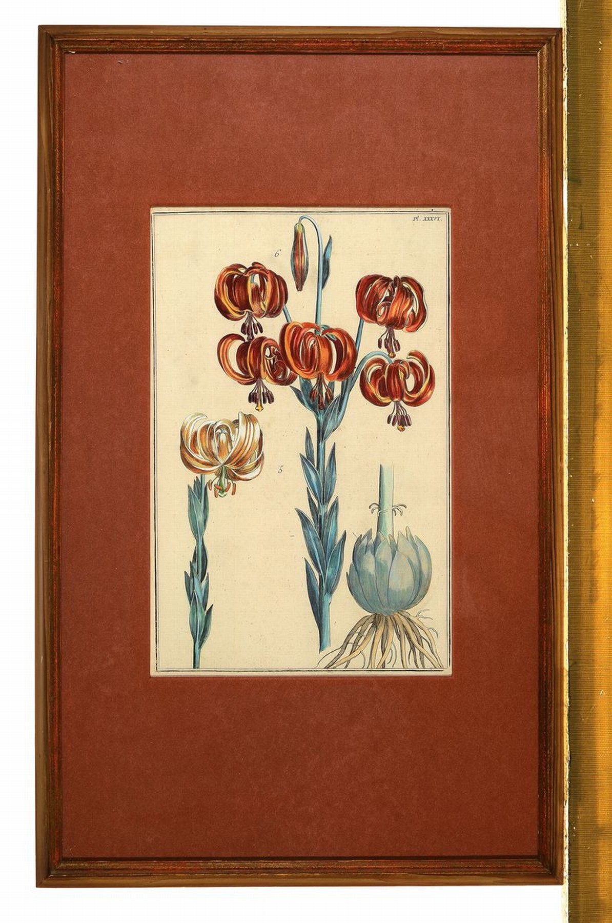 Detail k: Kupferstich, deutsch, 17/18. Jh., Liliendekor, ca., 33 x 21 cm, altkoloriert jedoch wohl im 19. Jh., unter Glas, Rahmen