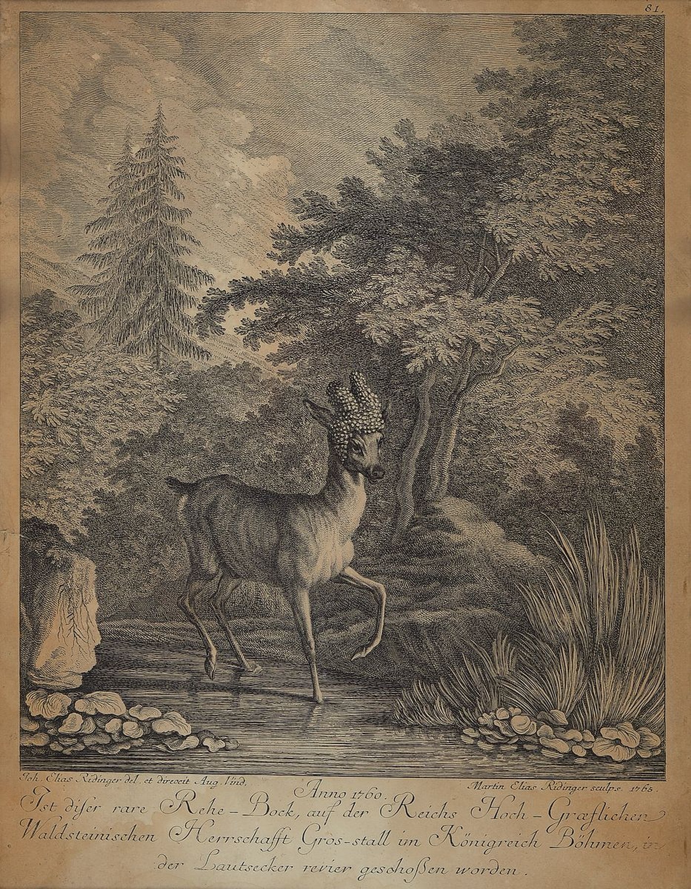 Johann Elias Riedinger, 1698 - 1767, Kupferstich, Anno 1760, Martin Elias Ridinger sculps 1765, "...rare Rehe-Bock, auf der Reichs ...