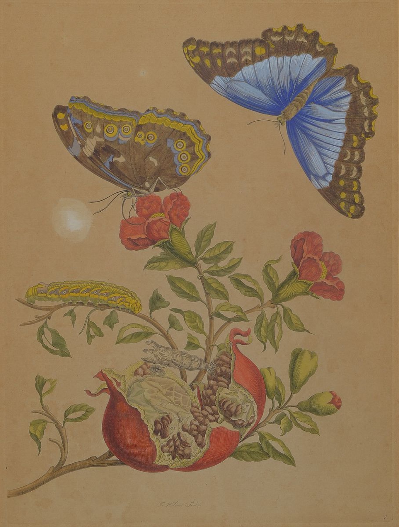 Maria Sybilla Merian, 1647 - 1717, wohl altkolorierter Kupferstich, Papier gebräunt, z.T. fleckig bzw. rest., unter Glas, Rahmen PP., 54.5 x 55 cm ...