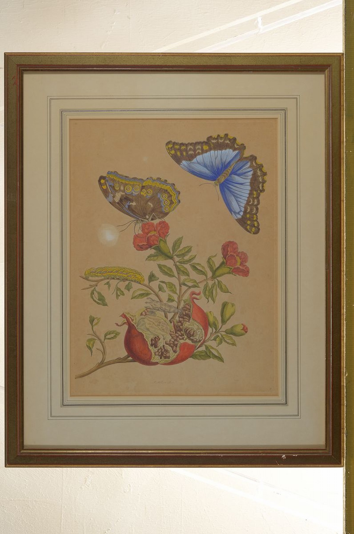 Detail k: Maria Sybilla Merian, 1647 - 1717, wohl altkolorierter Kupferstich, Papier gebräunt, z.T. fleckig bzw. rest., unter Glas, Rahmen PP., 54.5 x 55 cm ...