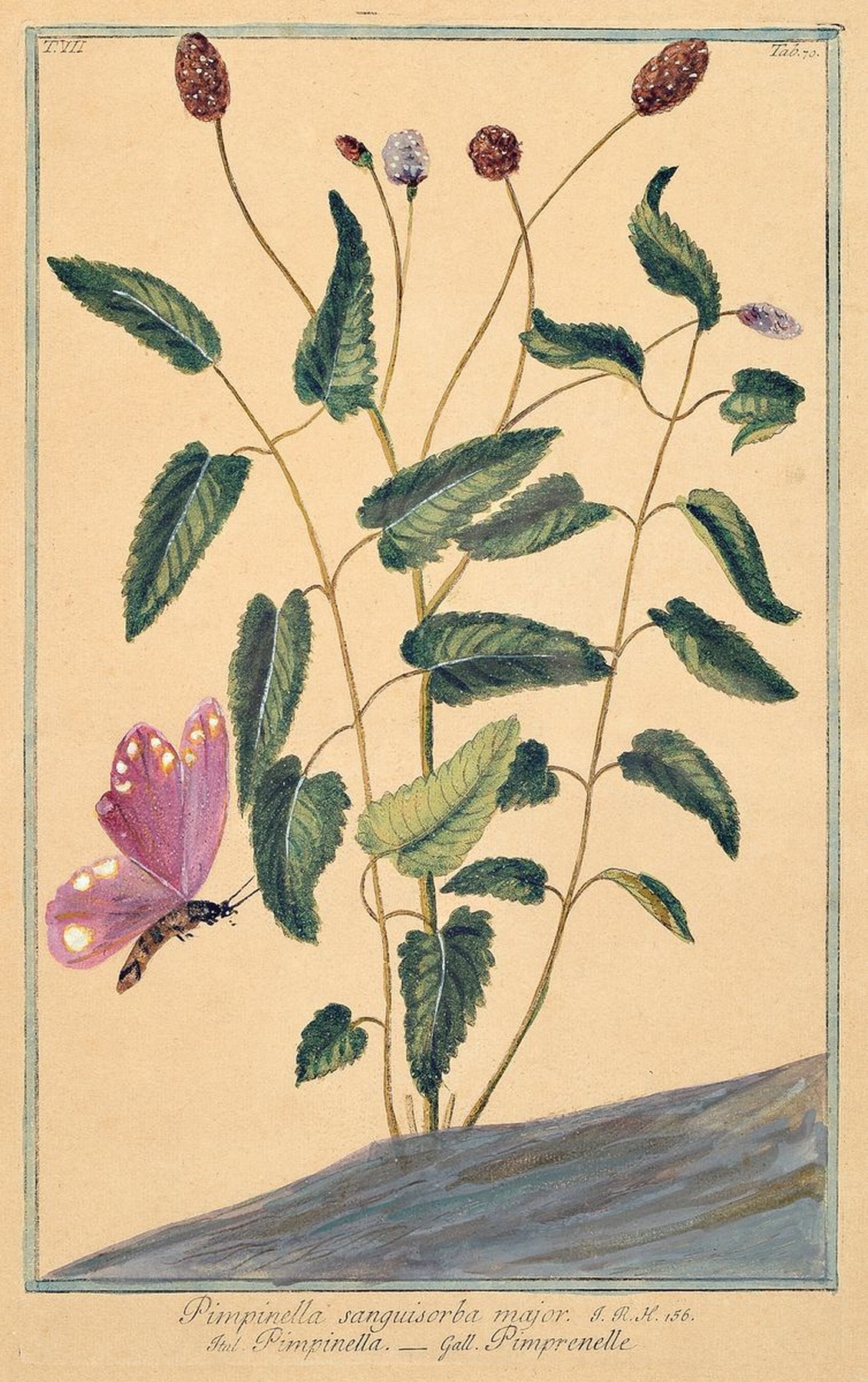 Großes Konvolut aus 8 Kupferstichen u. 3 Aquarellen, 18./19.Jh., Darstellung verschiedener Pflanzen, Blumen u. Gräser, darunter indischer ...