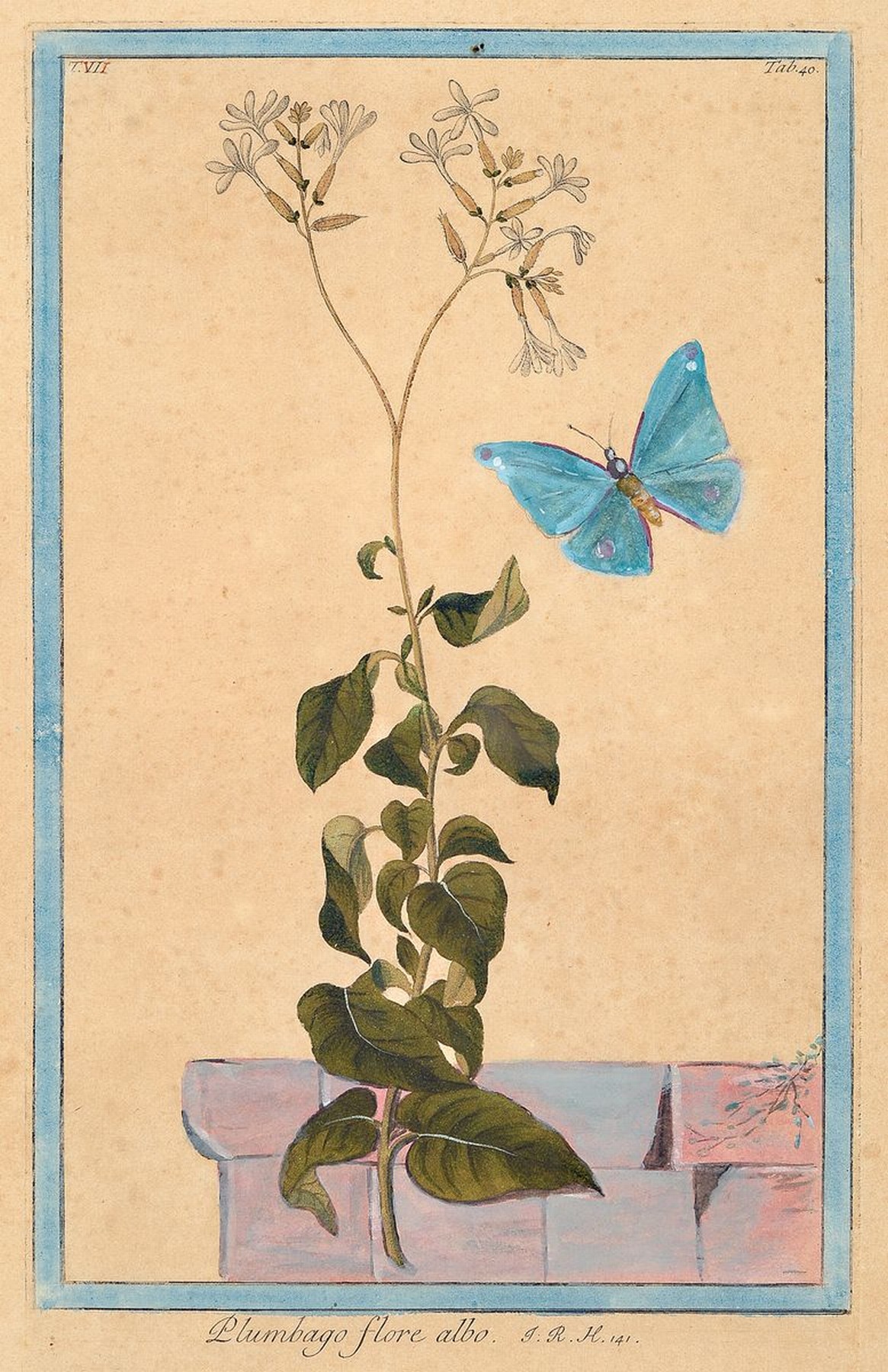 Detail a: Großes Konvolut aus 8 Kupferstichen u. 3 Aquarellen, 18./19.Jh., Darstellung verschiedener Pflanzen, Blumen u. Gräser, darunter indischer ...