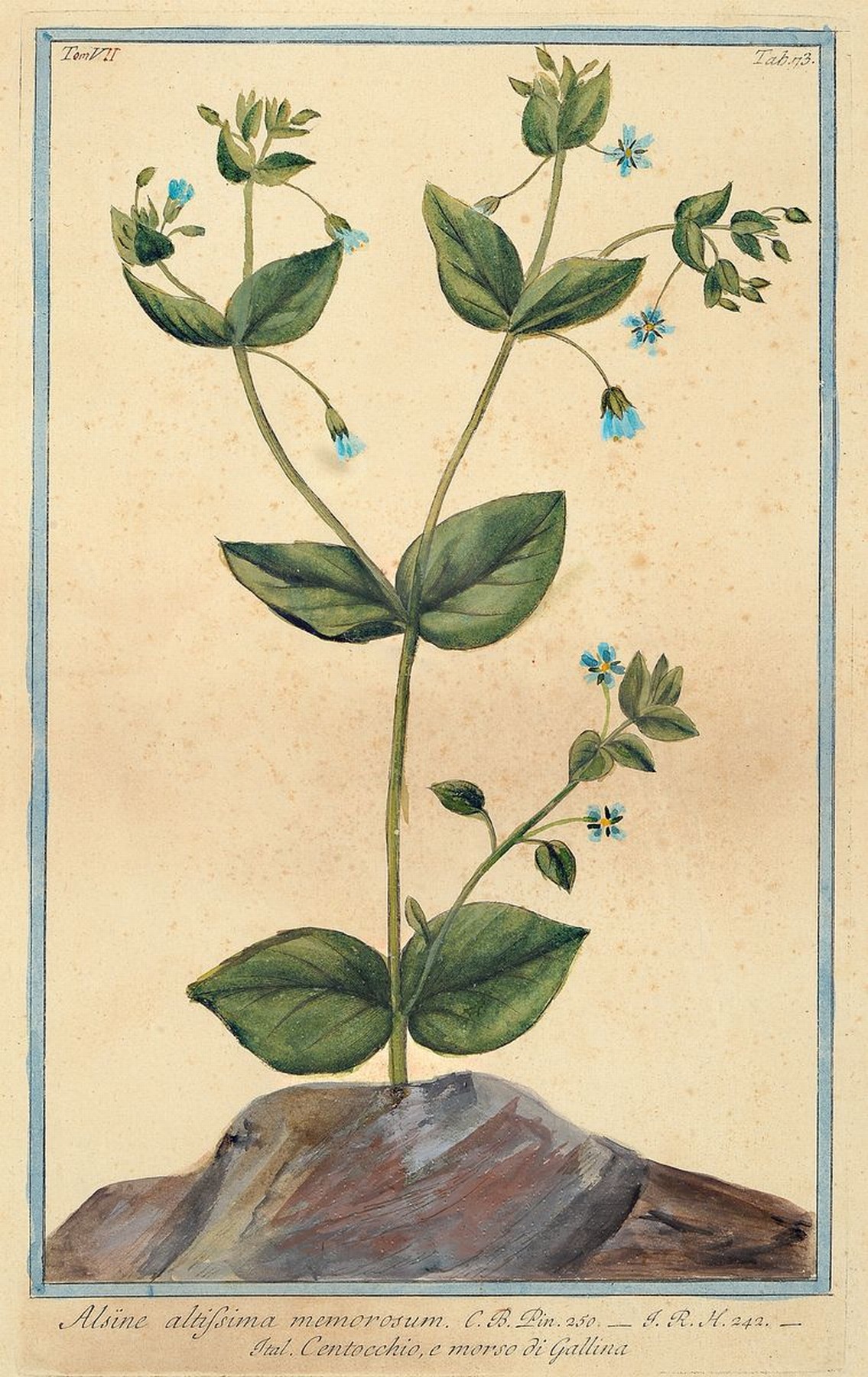 Detail b: Großes Konvolut aus 8 Kupferstichen u. 3 Aquarellen, 18./19.Jh., Darstellung verschiedener Pflanzen, Blumen u. Gräser, darunter indischer ...