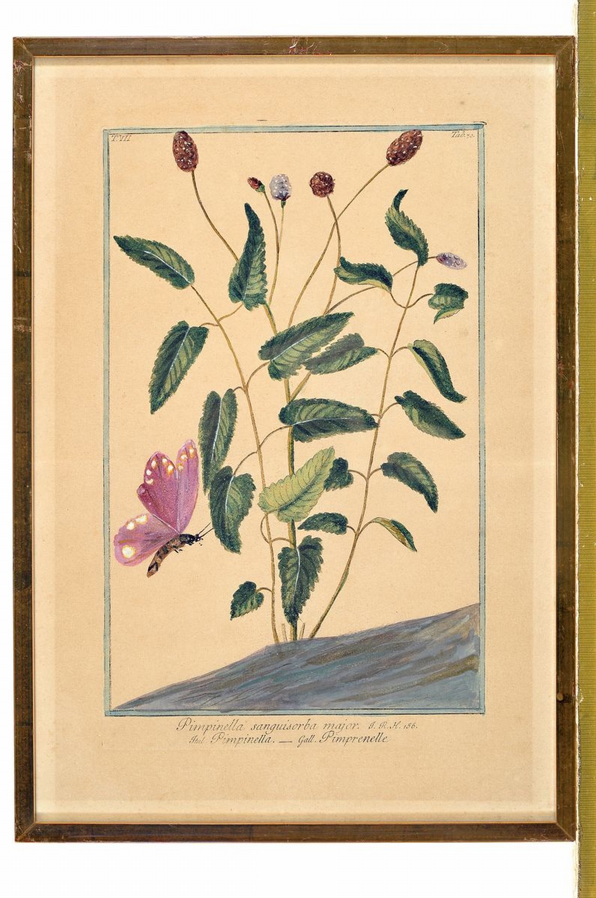 Detail k: Großes Konvolut aus 8 Kupferstichen u. 3 Aquarellen, 18./19.Jh., Darstellung verschiedener Pflanzen, Blumen u. Gräser, darunter indischer ...