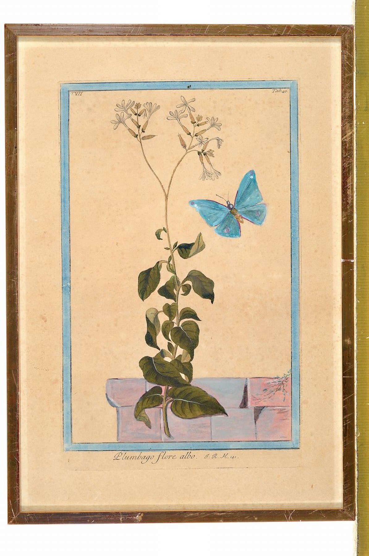 Detail l: Großes Konvolut aus 8 Kupferstichen u. 3 Aquarellen, 18./19.Jh., Darstellung verschiedener Pflanzen, Blumen u. Gräser, darunter indischer ...