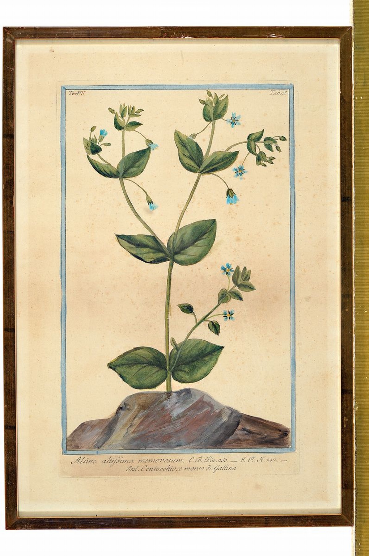 Detail m: Großes Konvolut aus 8 Kupferstichen u. 3 Aquarellen, 18./19.Jh., Darstellung verschiedener Pflanzen, Blumen u. Gräser, darunter indischer ...