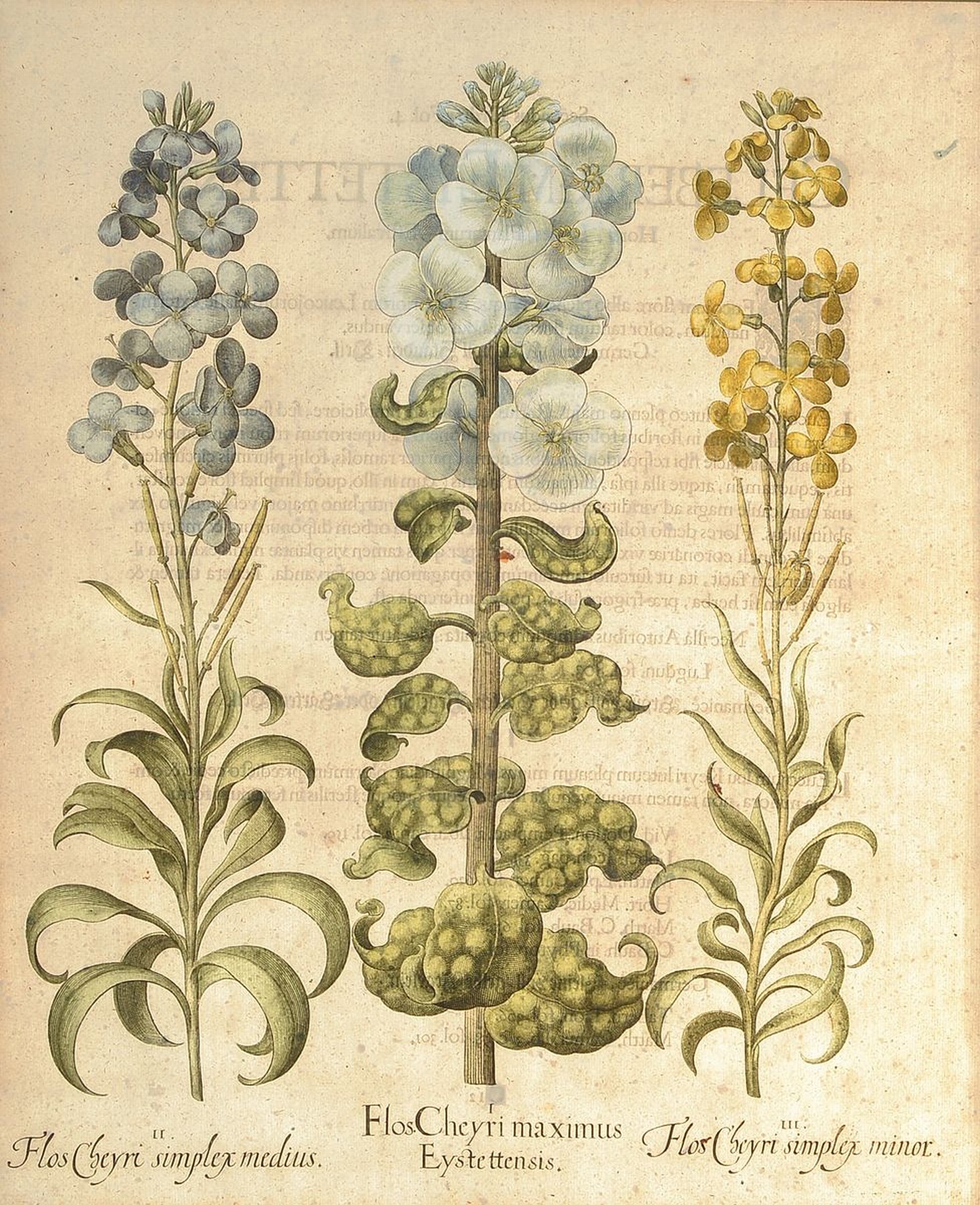 2 Kupferstiche aus Hortus Eystettensis, Basilius Besler, 1561-1629, Aethiopis und Chery maximus, koloriert, je ca. 49x40cm, PP, u.Gl., R. ca. 76x65cm