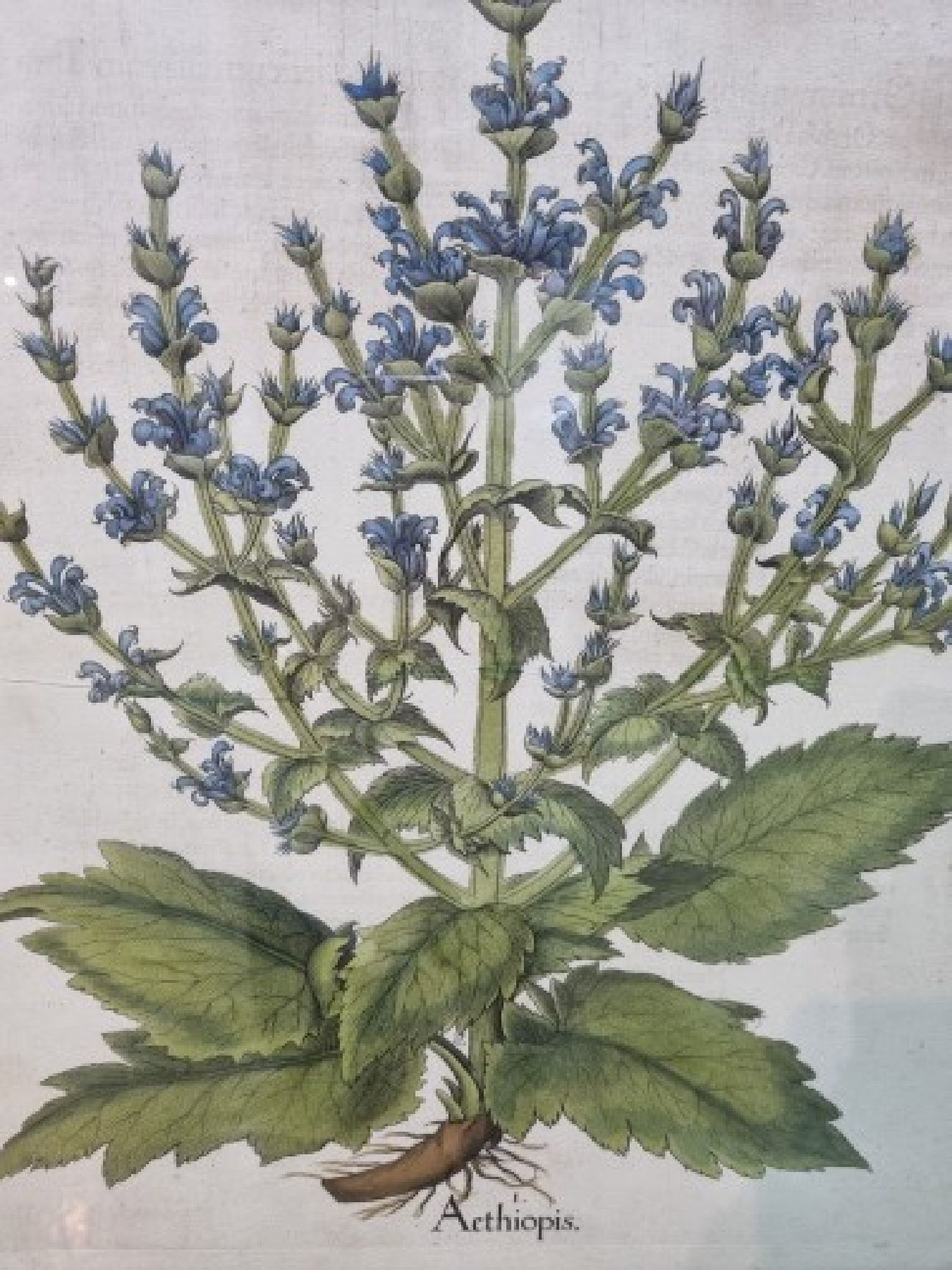 Detail a: 2 Kupferstiche aus Hortus Eystettensis, Basilius Besler, 1561-1629, Aethiopis und Chery maximus, koloriert, je ca. 49x40cm, PP, u.Gl., R. ca. 76x65cm