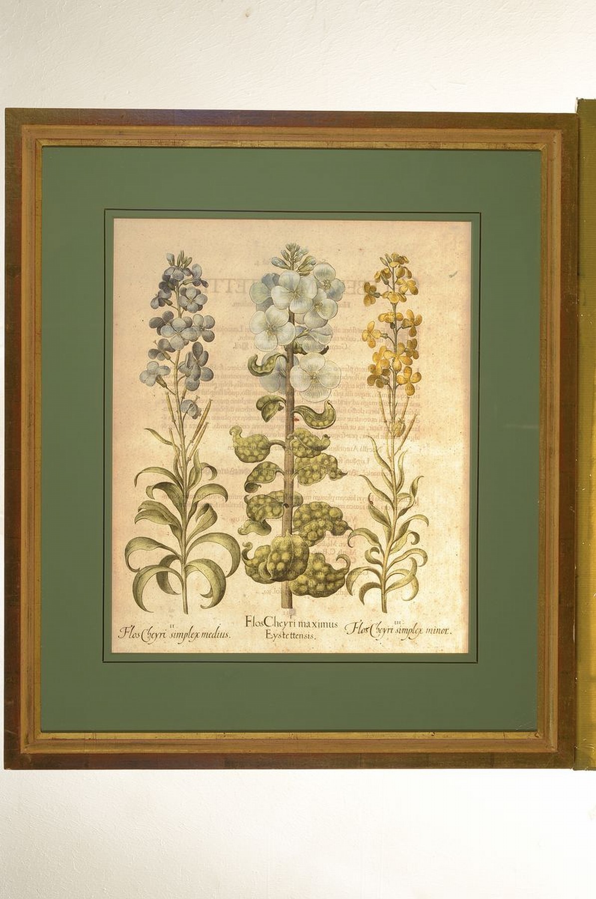 Detail k: 2 Kupferstiche aus Hortus Eystettensis, Basilius Besler, 1561-1629, Aethiopis und Chery maximus, koloriert, je ca. 49x40cm, PP, u.Gl., R. ca. 76x65cm