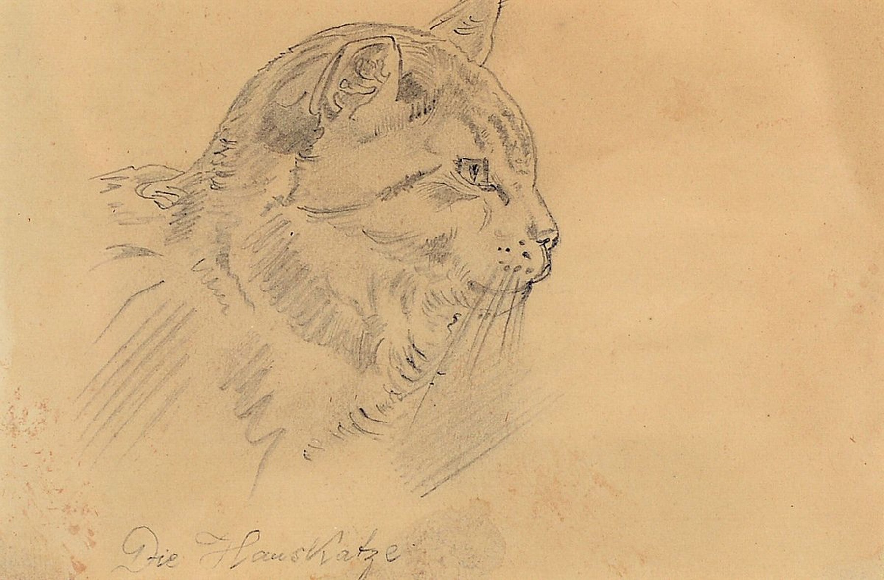 Friedrich Preller, d. Ältere, 1804 Eisenach - 1878 Weimar, Bleistiftzeichnung, bez. "Die Hauskatze", aus einem Skizzenbuch entnommen und ...