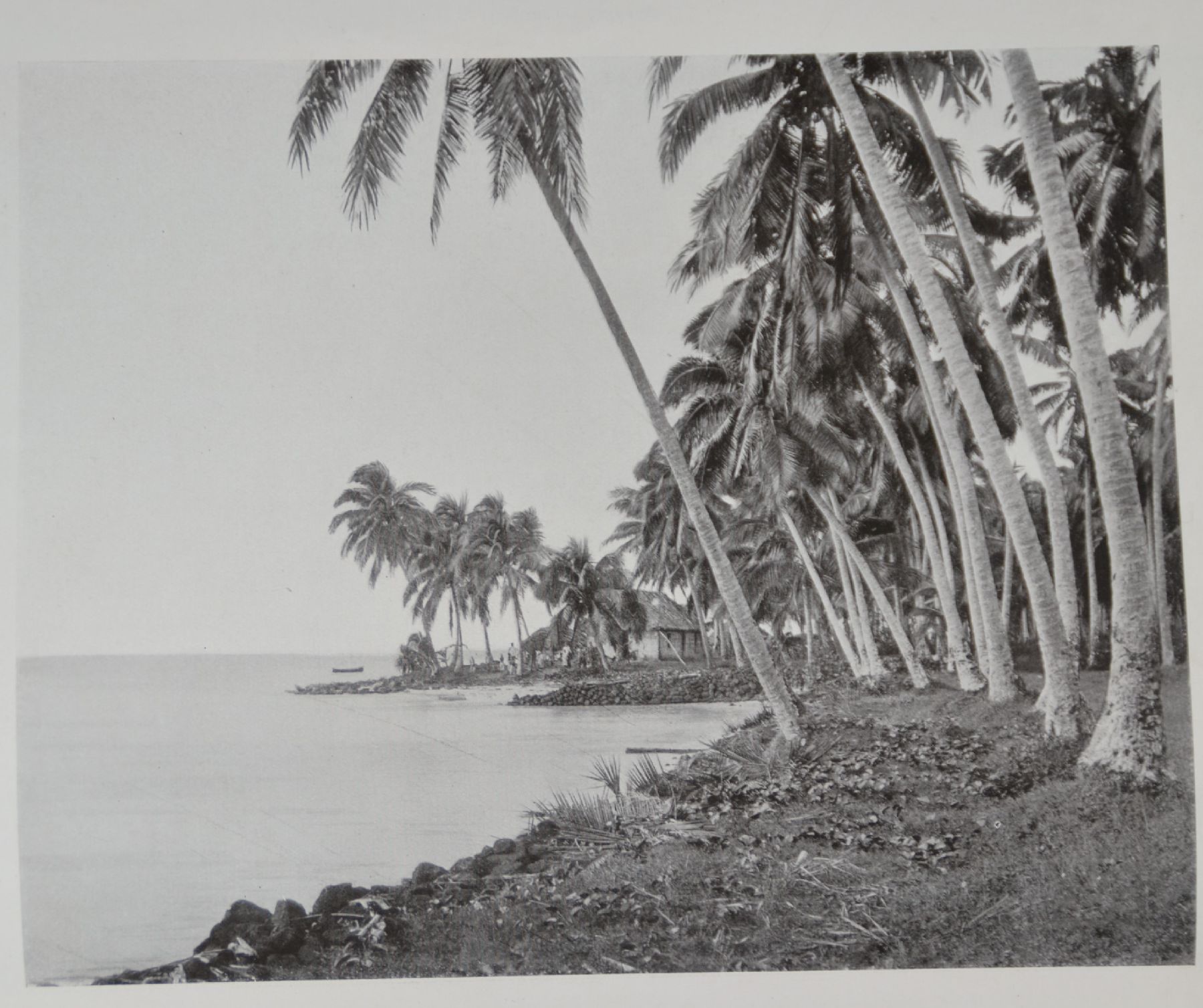 Detail e: Erich Scheurmann, 1878 Hamburg-1975 Armsfeld, See- und Palmenlandschaft in Samoa, so verso bez., Öl u. Bleistift auf Lwd, links unten signiert, ohne ...