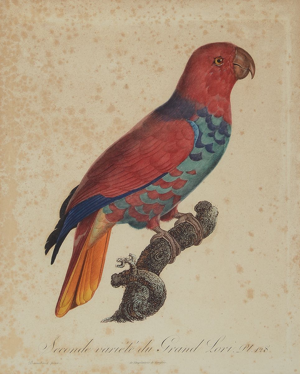 Jacques Barraband, 1768-1809, 2 kolorierte Kupferstiche: Le Perroquet a face bleu und Seconde varieté du grand Lori, beide gebräunt und fleckig, ...