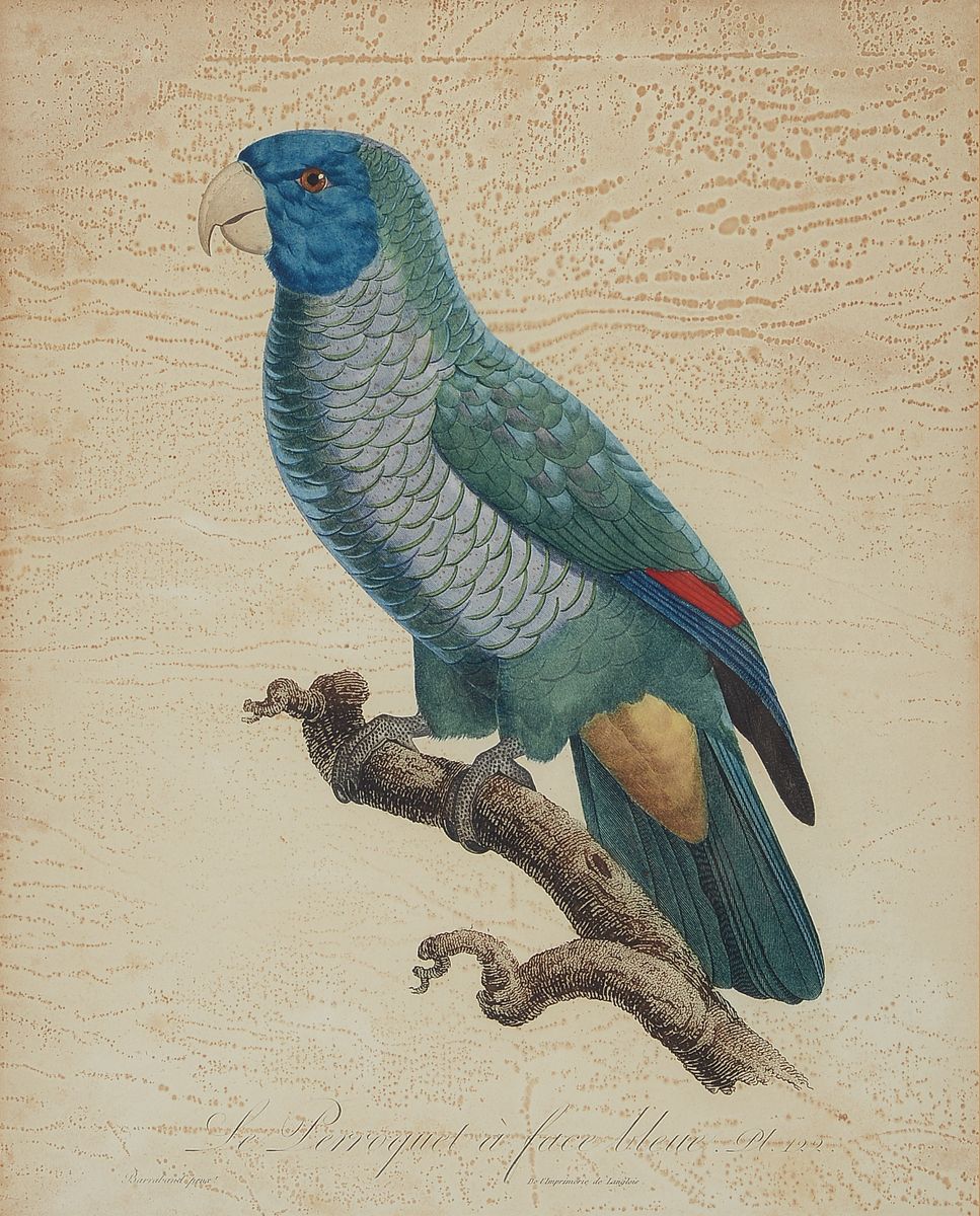 Detail a: Jacques Barraband, 1768-1809, 2 kolorierte Kupferstiche: Le Perroquet a face bleu und Seconde varieté du grand Lori, beide gebräunt und fleckig, ...