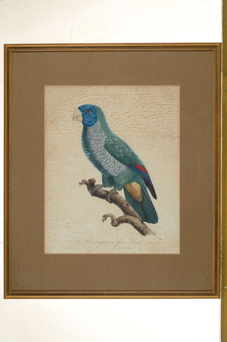 Detail l: Jacques Barraband, 1768-1809, 2 kolorierte Kupferstiche: Le Perroquet a face bleu und Seconde varieté du grand Lori, beide gebräunt und fleckig, ...