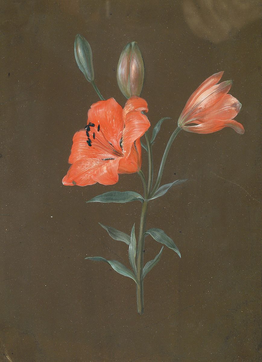 Unbekannter Künstler nach Christophe-Ludwig Agricola (1665-1724), 19. Jh., feine Gouachemalerei einer Lilie mit zwei Blüten und zwei Knospen auf ...