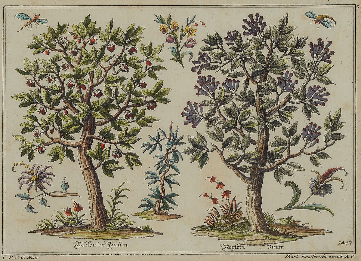 Martin Engelbrecht, 1684 - 1756, vier Kupferstiche, verschiedene Baumansichten,u.a. Zahmer Palmbaum, Musa, Reglein Baum, Cotton Kraut und Bambus ...