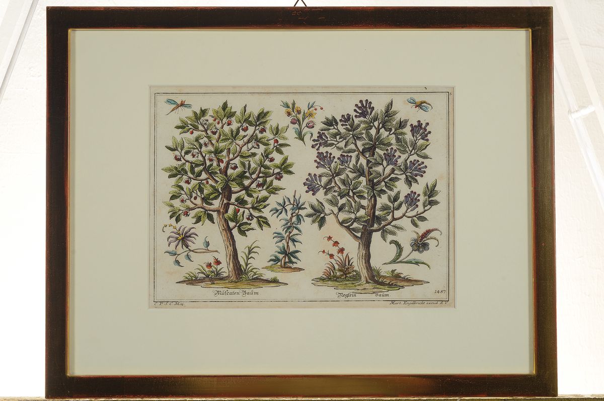 Detail k: Martin Engelbrecht, 1684 - 1756, vier Kupferstiche, verschiedene Baumansichten,u.a. Zahmer Palmbaum, Musa, Reglein Baum, Cotton Kraut und Bambus ...