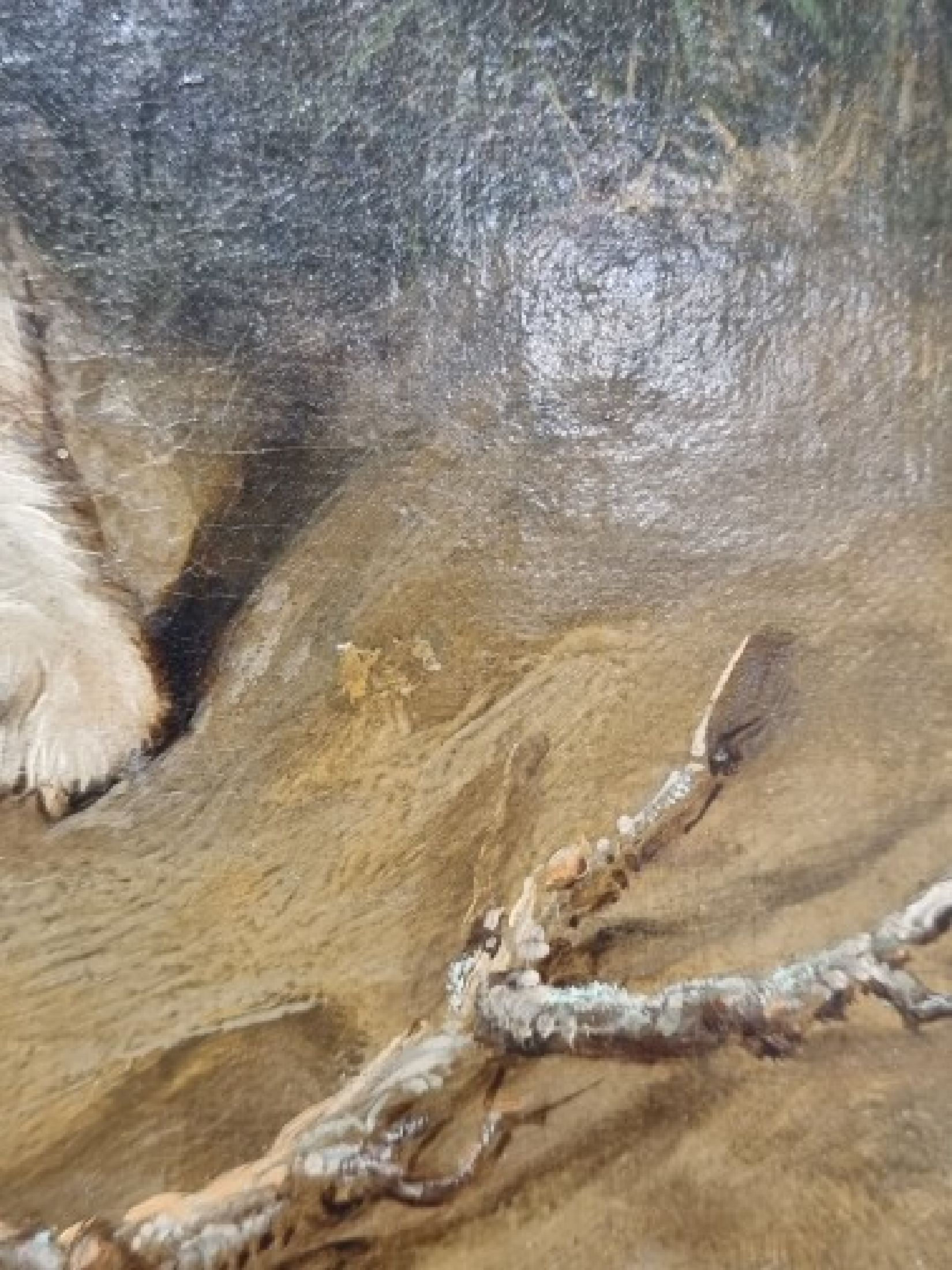 Detail f: Martin Theodore Ward, 1799 London - 1874, Schüler von Edwin Landseer, einer der angesehensten Tiermaler Großbritanniens, zwei Terrier beim erlegen ...