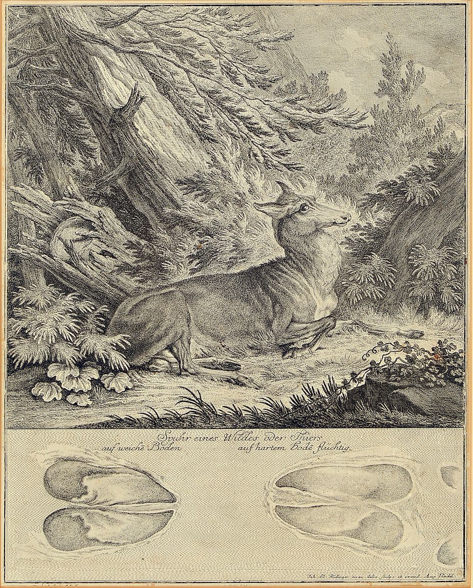 Johann Elias Ridinger, 4 Kupferstiche, 2 Studienblätter mit Hundeköpfen, PP: ca. 18.5 x 22.5 cm, u. Glas, Rahmen: ca. 36 x 39cm, b. "Spurh ...