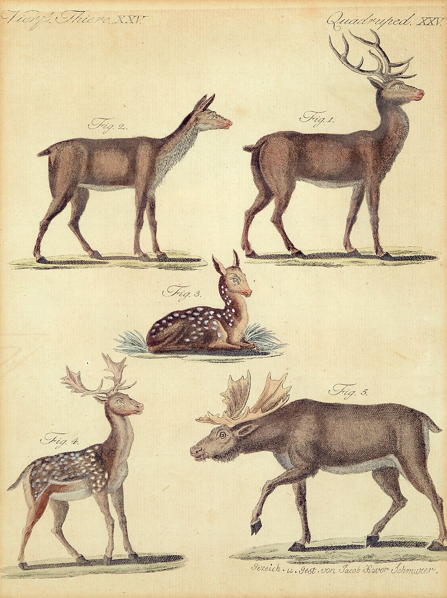 Detail a: Johann Elias Ridinger, 4 Kupferstiche, 2 Studienblätter mit Hundeköpfen, PP: ca. 18.5 x 22.5 cm, u. Glas, Rahmen: ca. 36 x 39cm, b. "Spurh ...