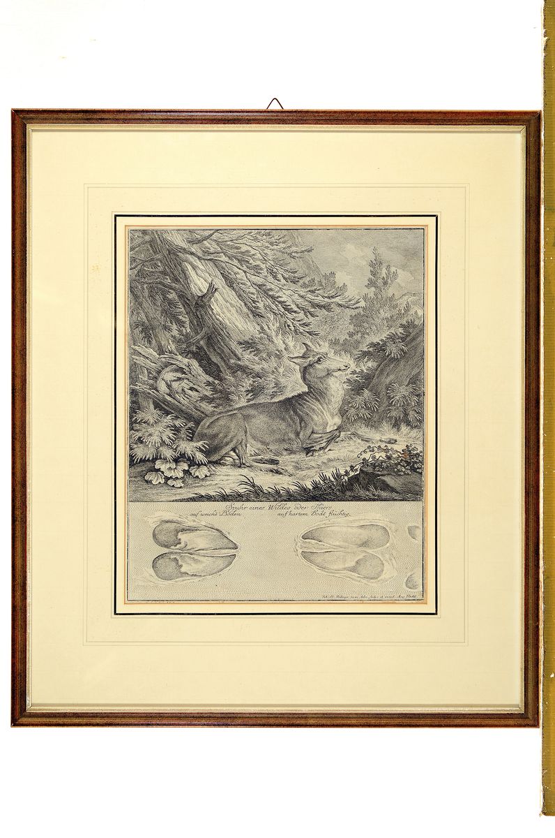 Detail k: Johann Elias Ridinger, 4 Kupferstiche, 2 Studienblätter mit Hundeköpfen, PP: ca. 18.5 x 22.5 cm, u. Glas, Rahmen: ca. 36 x 39cm, b. "Spurh ...