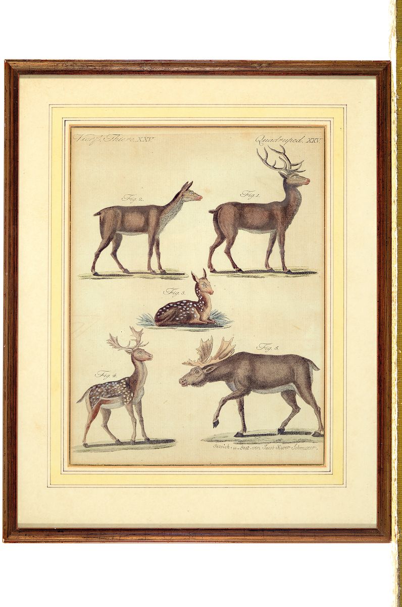 Detail l: Johann Elias Ridinger, 4 Kupferstiche, 2 Studienblätter mit Hundeköpfen, PP: ca. 18.5 x 22.5 cm, u. Glas, Rahmen: ca. 36 x 39cm, b. "Spurh ...