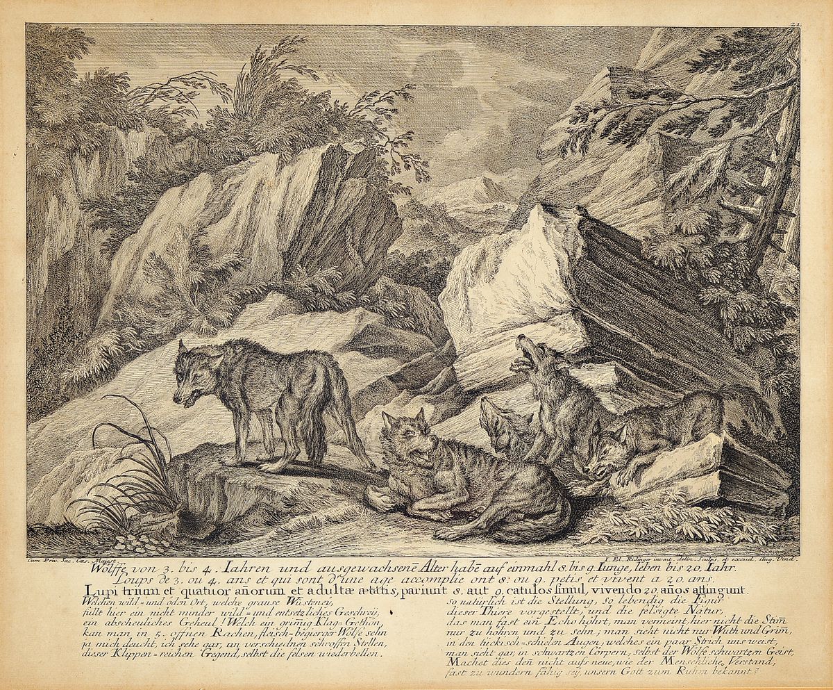 Johann Elias Ridinger, 1698 Ulm- 1767 Augsburg, 2 Kupferstiche: "Der Wolff in der Grube zu fangen mit dem Lam oder Schaff" und Kupferstich ...
