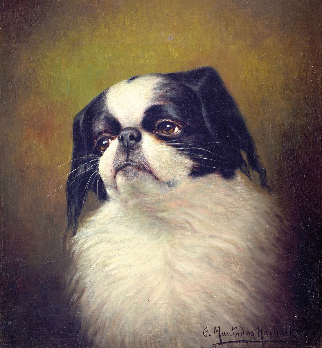 Carlos Muntadas-Harburger, 1875 - 1956, Pekinese, Hundeporträt, Öl/Lwd, re. unten, signiert, 34 x 31 cm, Rahmen, l. Gebr.-spuren, ca. 40.5 x 37.5 cm