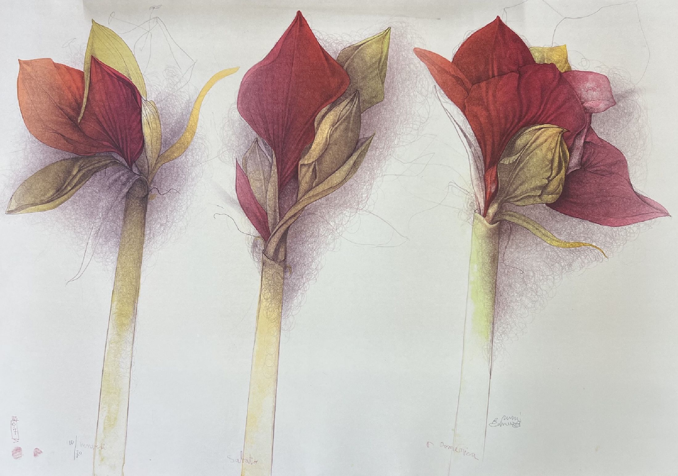 Bruno Bruni, geb. 1935 Gradara/Italien, Amaryllis, Farblithographie von 2007, handsigniert und num. 10/70 ca. 70x98cm, untere Ecken min. verschmutzt