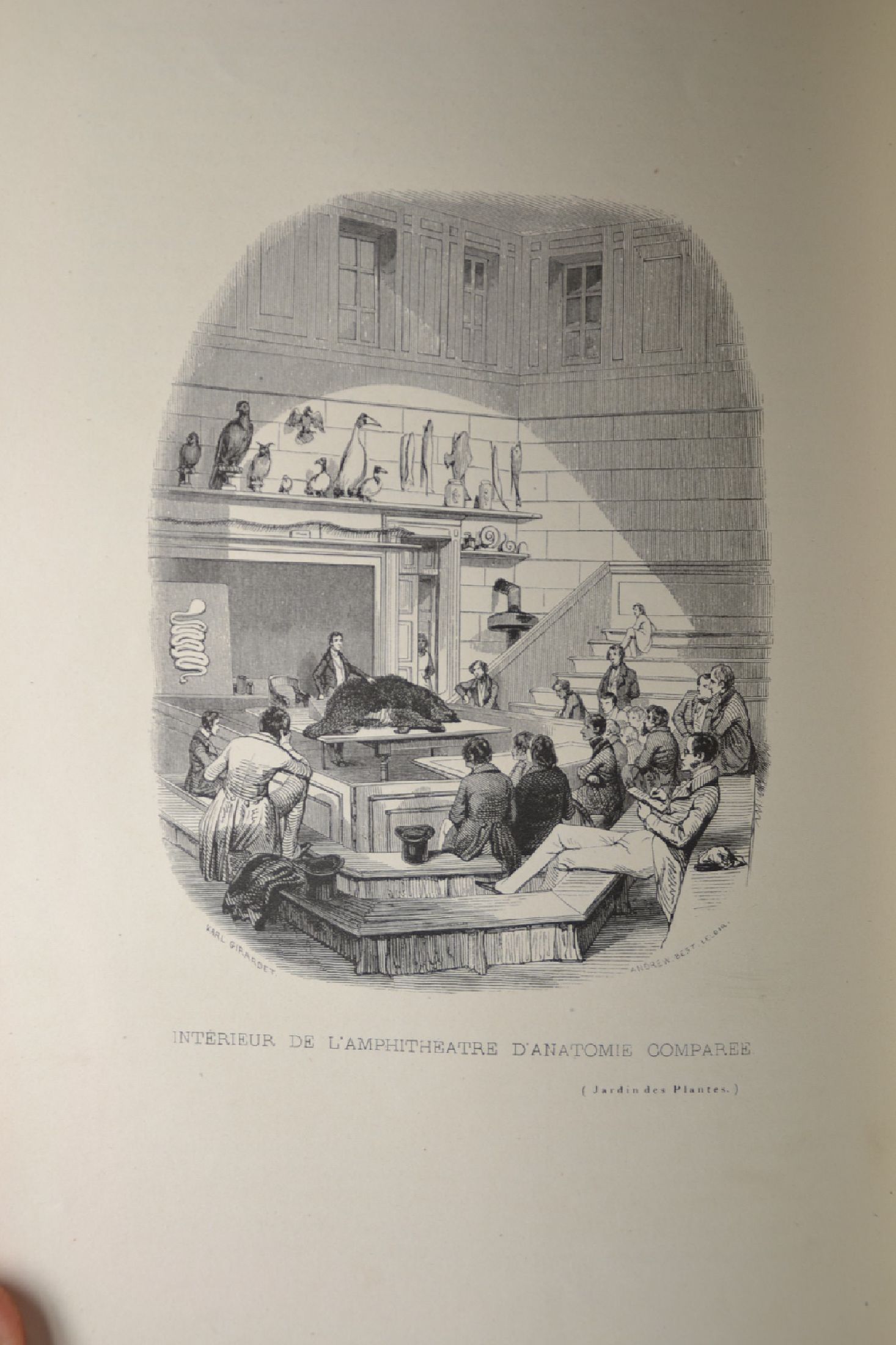 Detail c: Pierre Boitard (1789-1859): Le Jardin des Plantes. Description et Moeurs des Mammiferes de la menagerie et du Museum d'Histoire Naturelle, ...