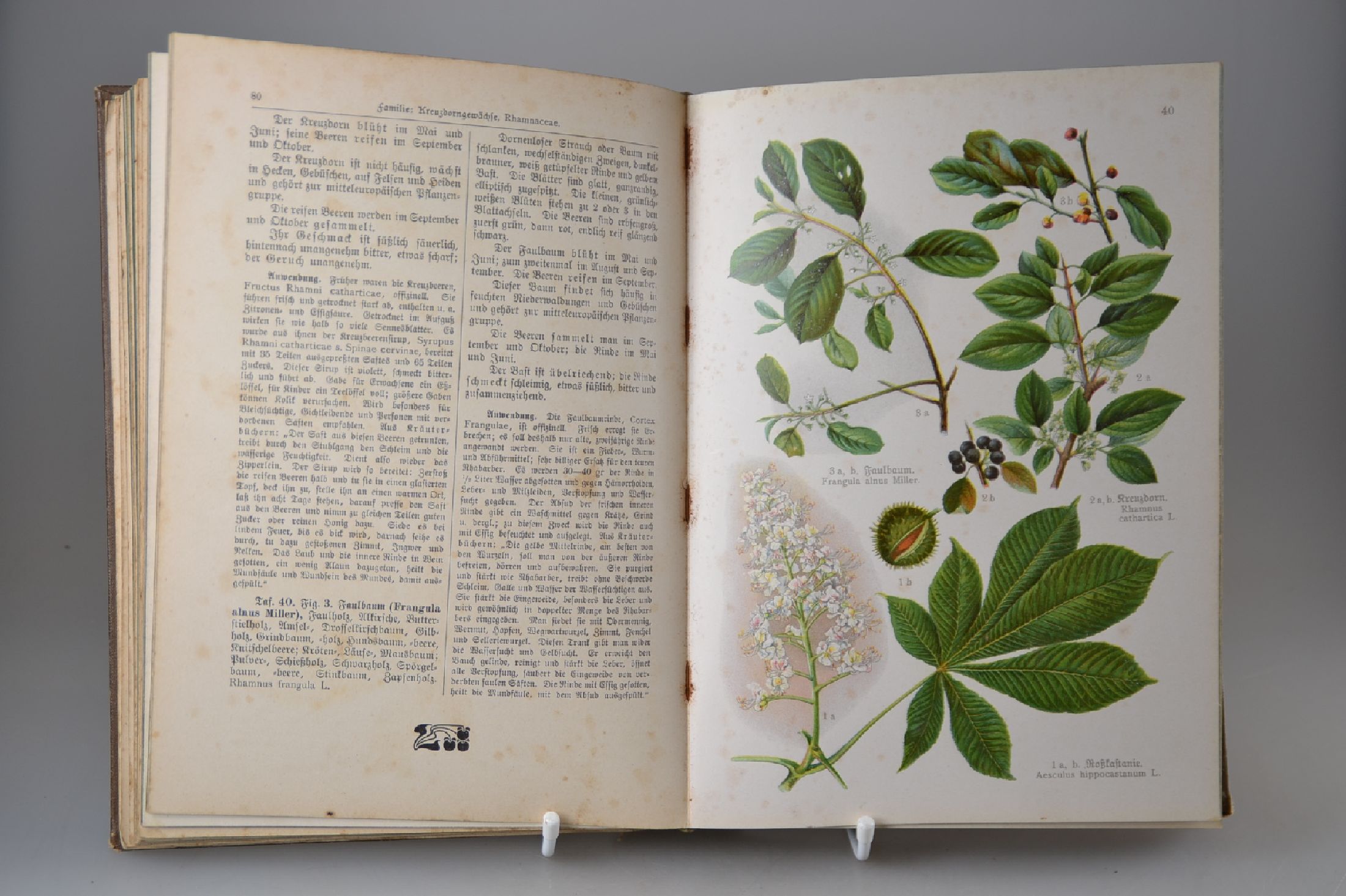 Detail d: Konvolut aus 3 Büchern zur Botanik, Gestaltung des Jugendstils, 1898-um 1905, Strassburger/Noll/Schenck/Schimper: Lehrbuch der Botanik für ...