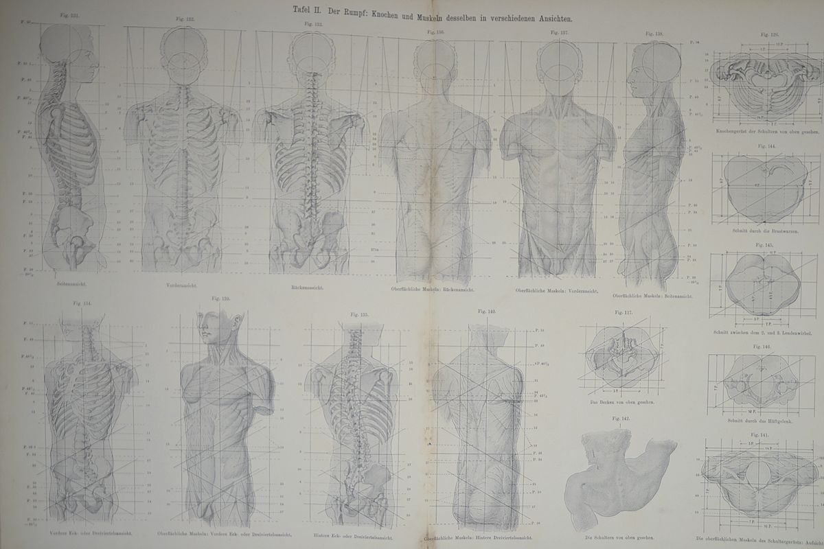 Detail a: Prof. Otto Geyer (1843-1914): Der Mensch. Hand- und Lehrbuch von Otto Geyer Professor der Kgl. techn. Hochschule zu Berlin, Stuttgart Berlin u. ...