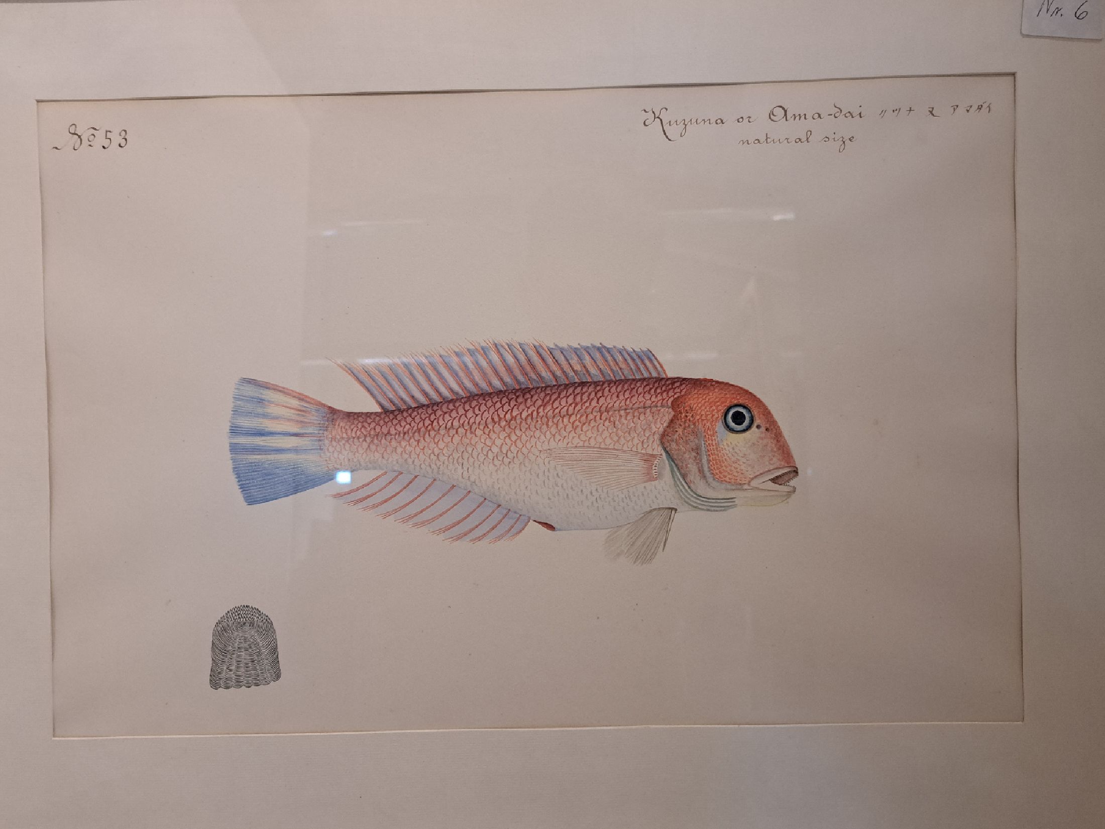 Detail a: 8 Grafiken mit Fischdarstellungen, um 1900, davon 6 Farblithos mit japanischer und englischer Beschriftung, je ca. 32x46cm, PP, u.Gl., R., ca. ...