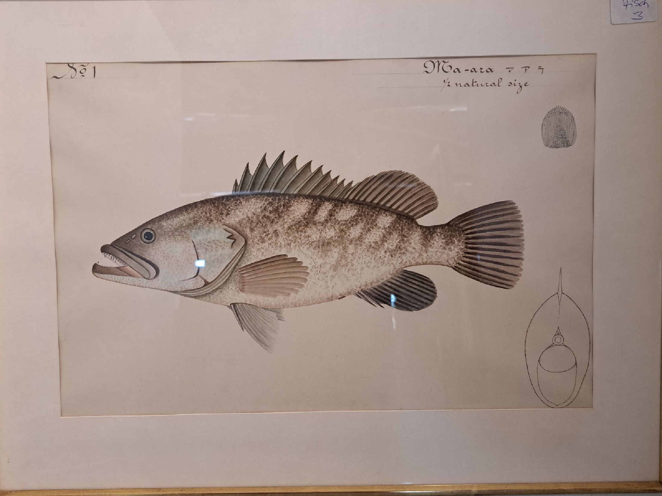 Detail b: 8 Grafiken mit Fischdarstellungen, um 1900, davon 6 Farblithos mit japanischer und englischer Beschriftung, je ca. 32x46cm, PP, u.Gl., R., ca. ...