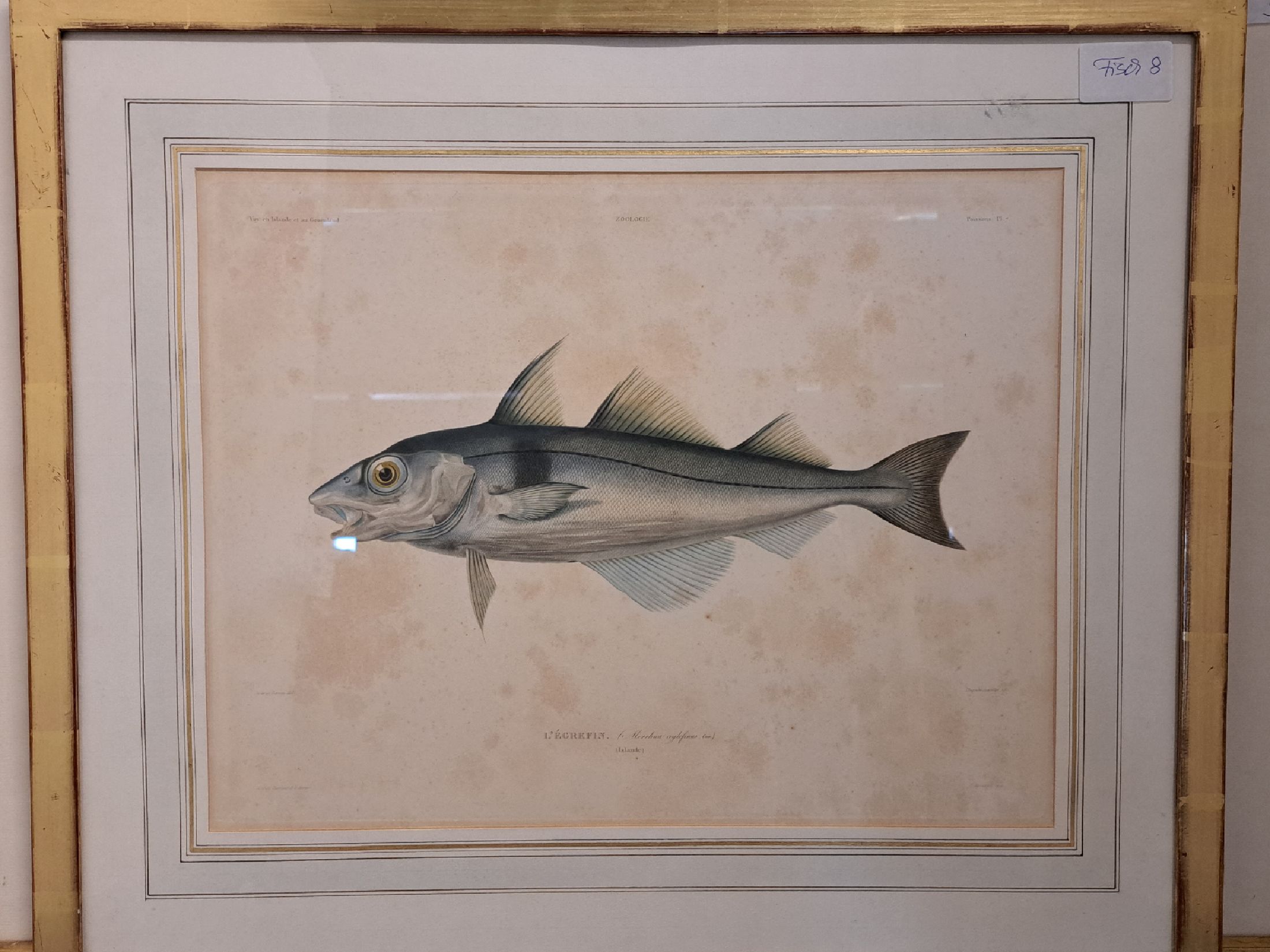 Detail c: 8 Grafiken mit Fischdarstellungen, um 1900, davon 6 Farblithos mit japanischer und englischer Beschriftung, je ca. 32x46cm, PP, u.Gl., R., ca. ...
