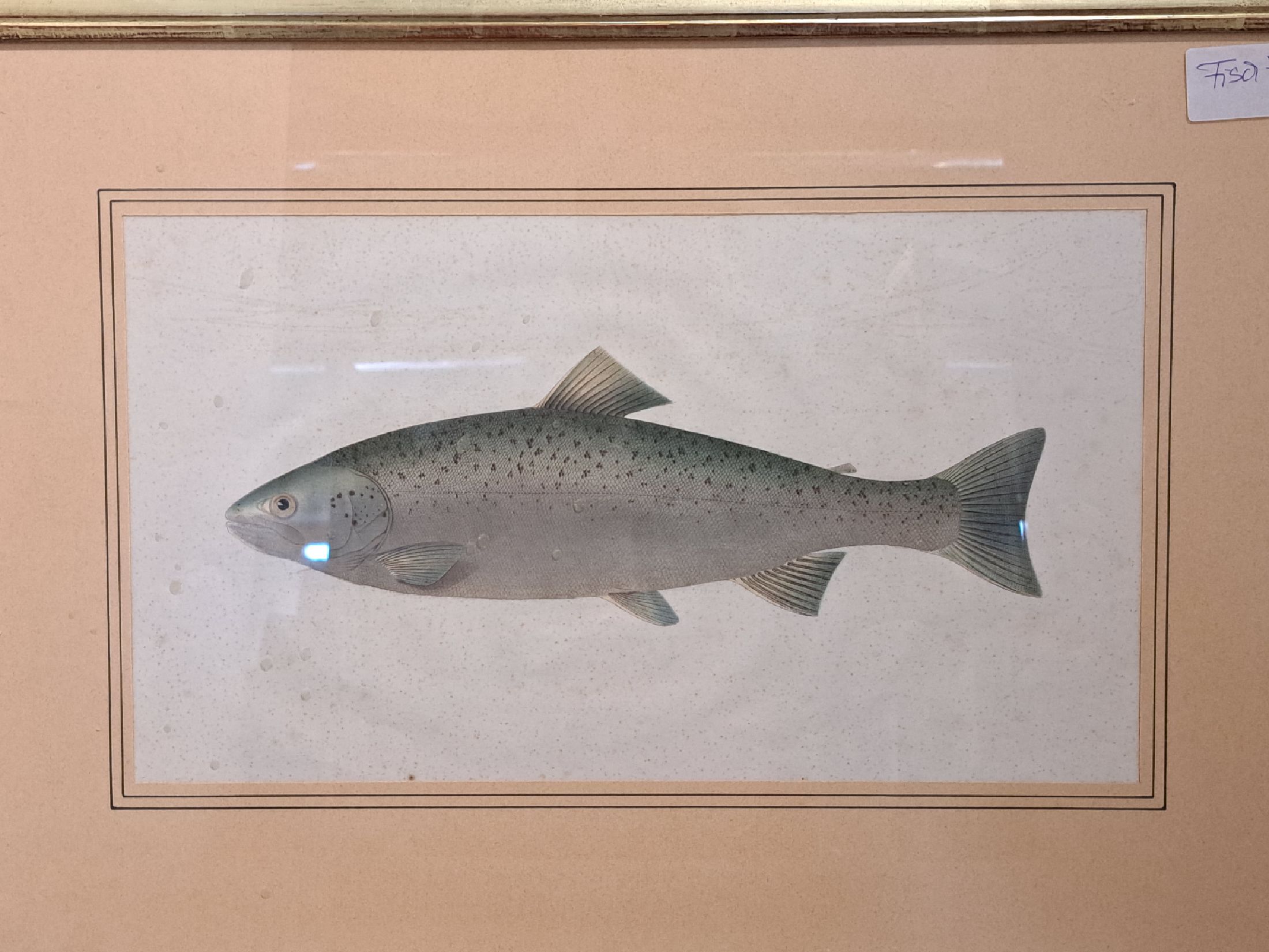 Detail d: 8 Grafiken mit Fischdarstellungen, um 1900, davon 6 Farblithos mit japanischer und englischer Beschriftung, je ca. 32x46cm, PP, u.Gl., R., ca. ...