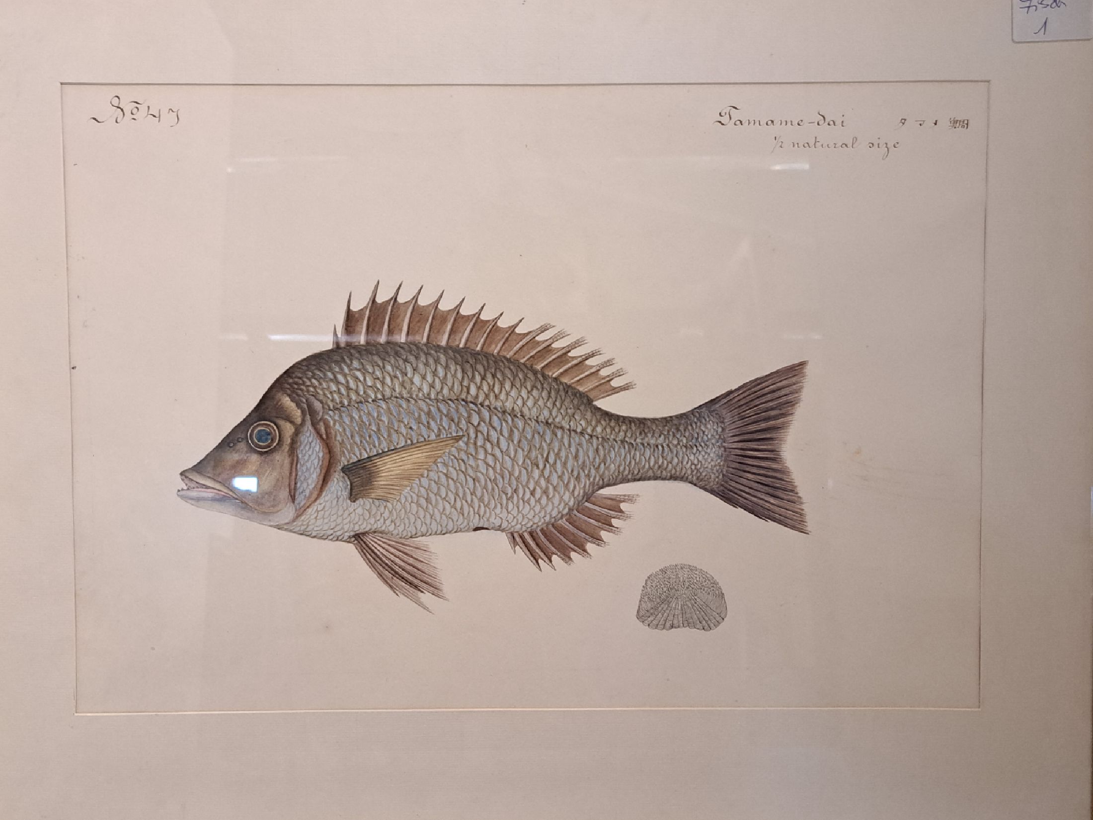 Detail e: 8 Grafiken mit Fischdarstellungen, um 1900, davon 6 Farblithos mit japanischer und englischer Beschriftung, je ca. 32x46cm, PP, u.Gl., R., ca. ...